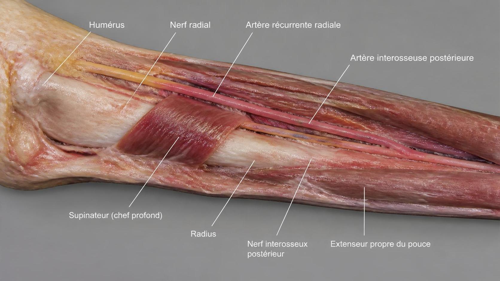 découvrez le rôle essentiel du muscle supinateur dans le mouvement du bras, ses fonctions spécifiques et son importance pour la supination de l'avant-bras.